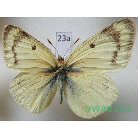 Colias siversi Lewis, 1973 Tadjikistan23a